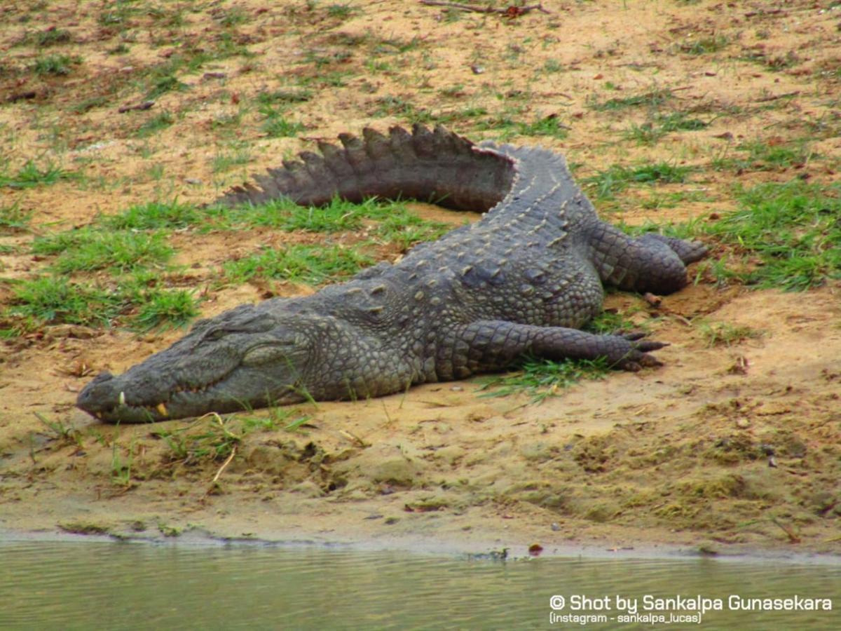 Lavender Home Yala Safari Tissamaharama Dış mekan fotoğraf