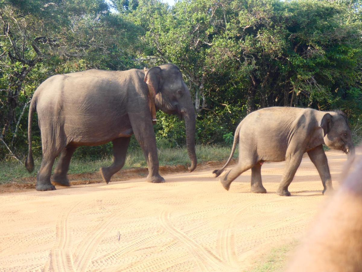 Lavender Home Yala Safari Tissamaharama Dış mekan fotoğraf