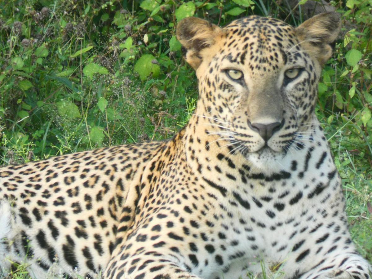 Lavender Home Yala Safari Tissamaharama Dış mekan fotoğraf