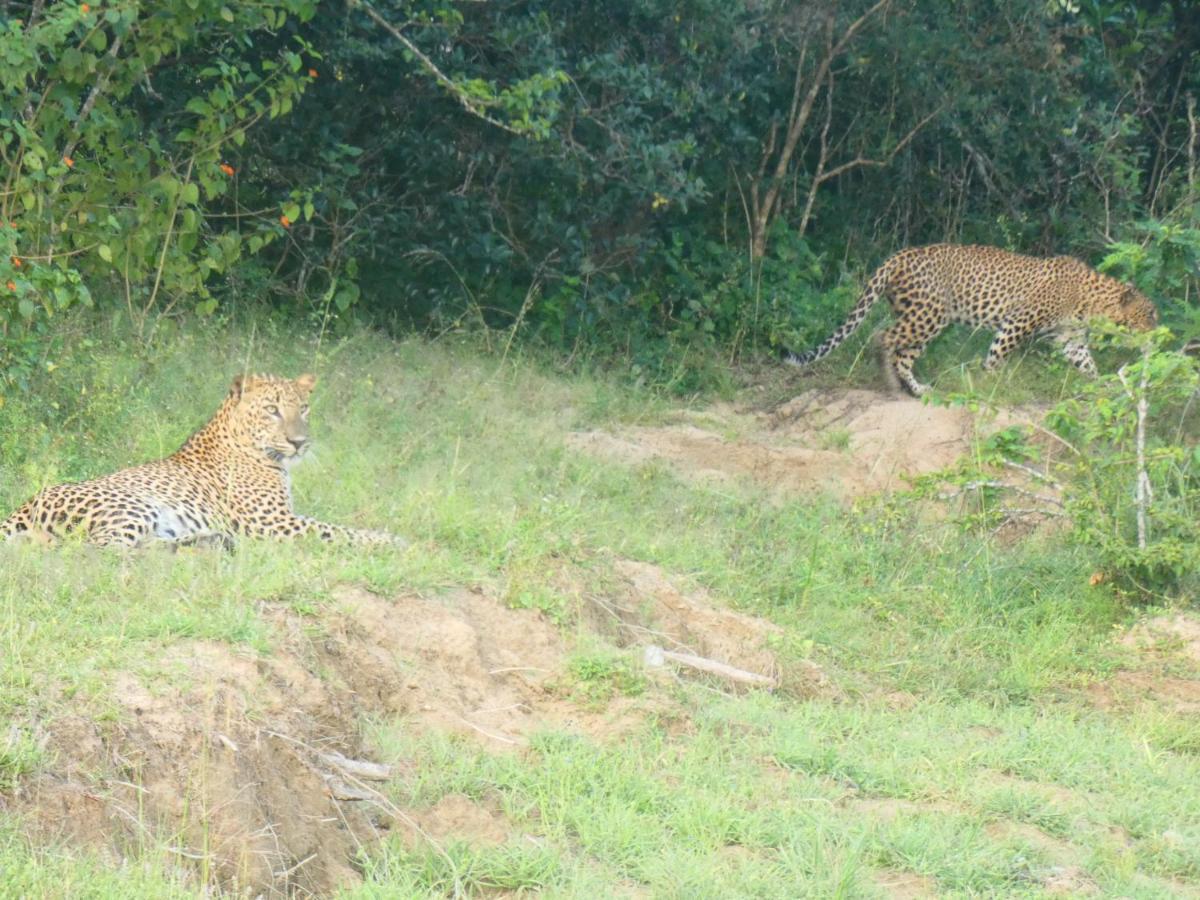 Lavender Home Yala Safari Tissamaharama Dış mekan fotoğraf